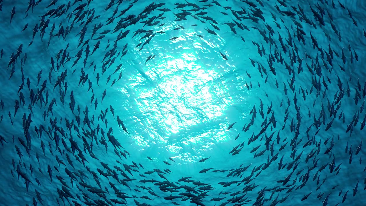 詳情圖-一群鯊魚圍著一個圈游泳