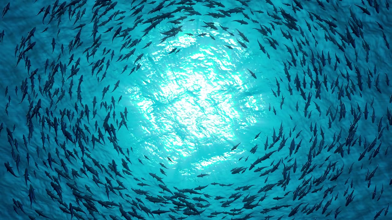 詳情圖-一群鯊魚圍著一個圈游泳