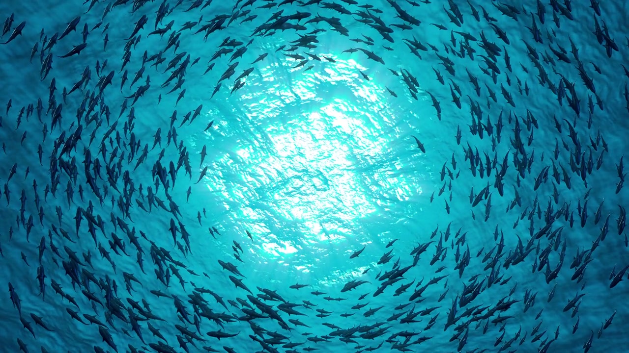 詳情圖-一群鯊魚圍著一個圈游泳