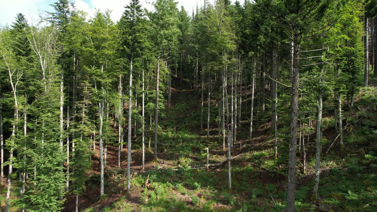 航拍美丽的冷杉，落叶松和山毛榉树林在托斯卡纳山区附近的阿雷佐。意大利。