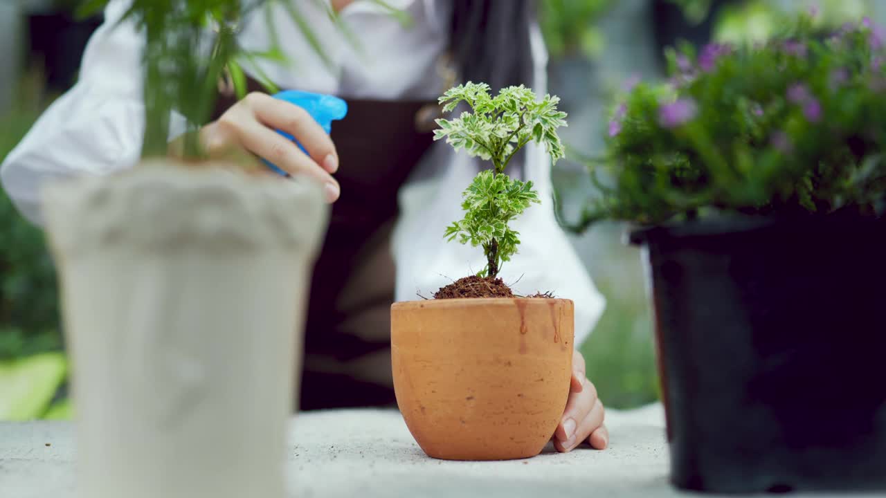 一个年轻的女人在给植物浇水。把花盆放在桌上。