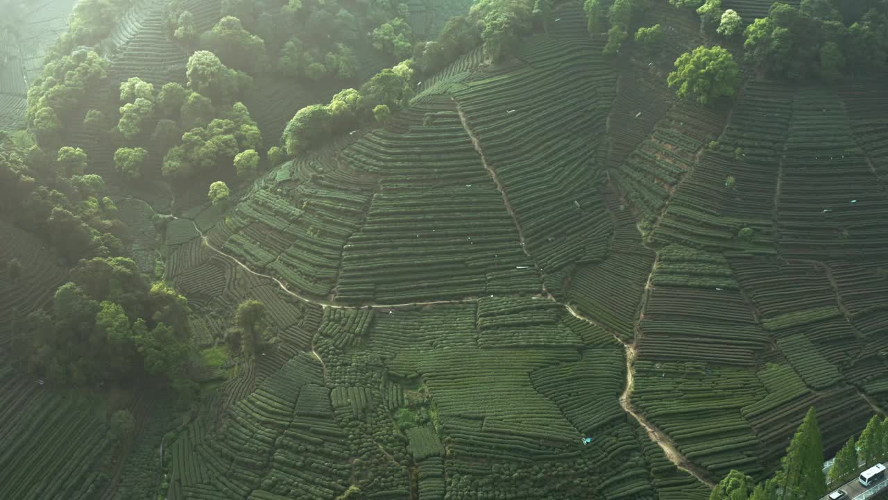 中国杭州茶园的无人机视图。