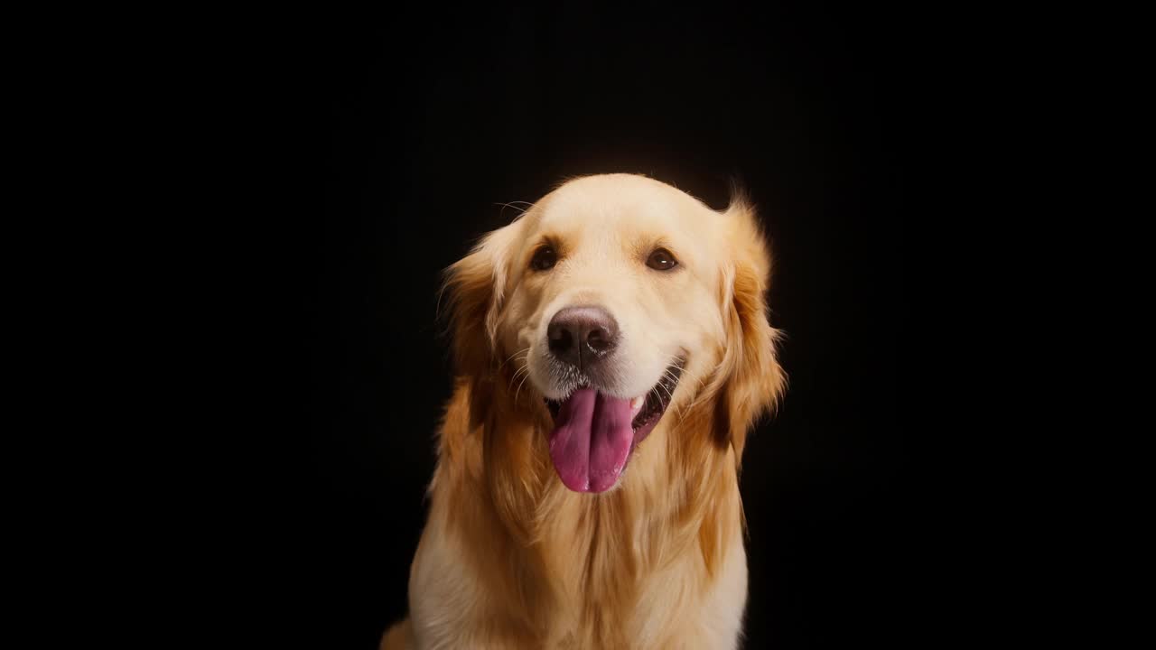 金色猎犬在黑色背景下，坐在扇子下，金色拉布拉多狗张开嘴呼吸，舌头伸出靠近。在摄影棚拍摄家养宠物