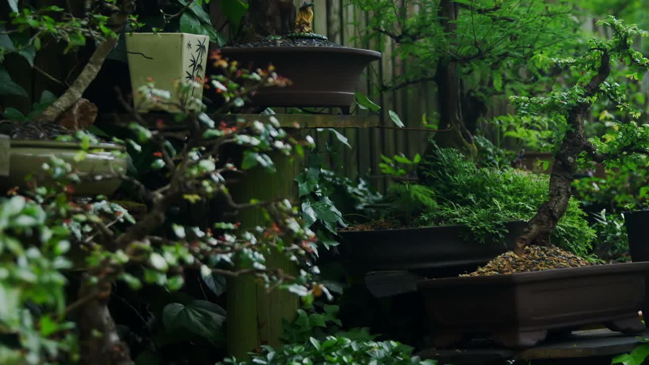 多棵绿色盆景树在花园中展示
