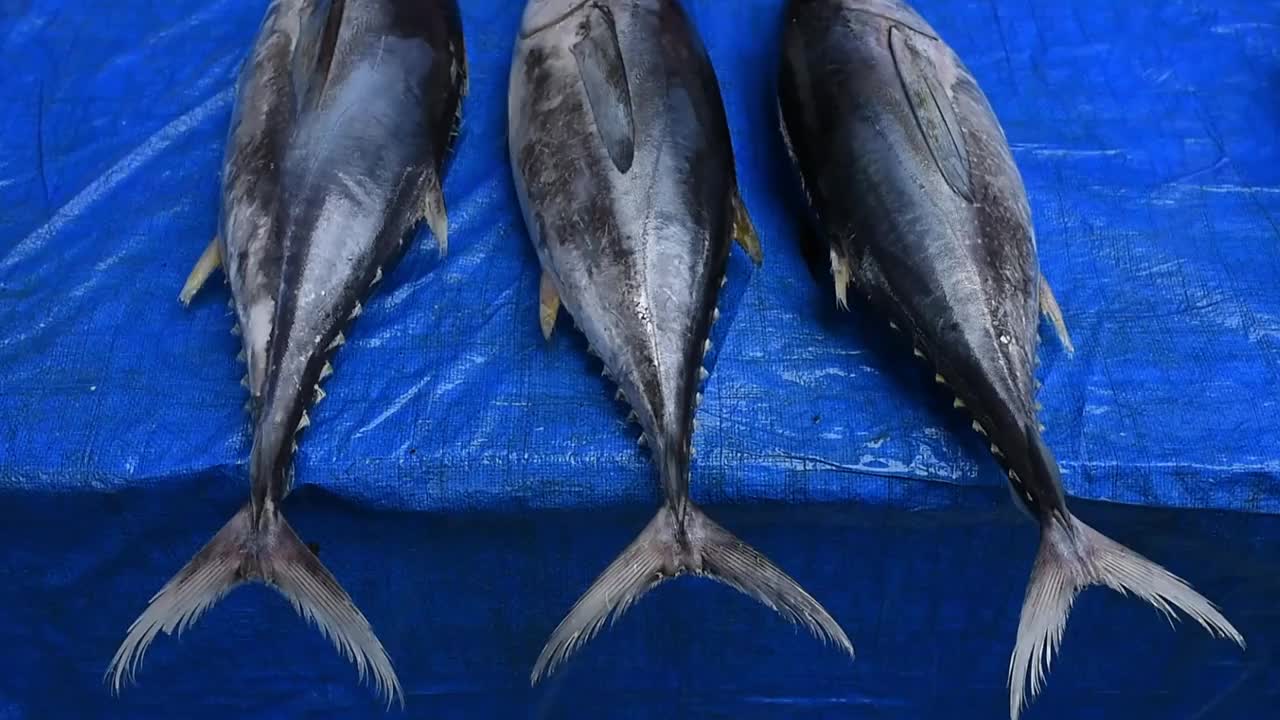 黄鳍金枪鱼