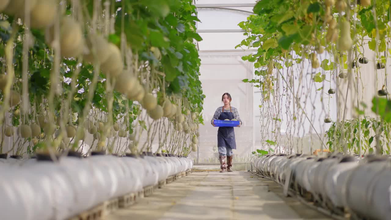 正面视图的亚洲女性年轻农民的靴子走过水果农场，收获甜瓜下的技术，在温室作为一个小型农业农场的农业销售为素食和健康的饮食和生活方式。