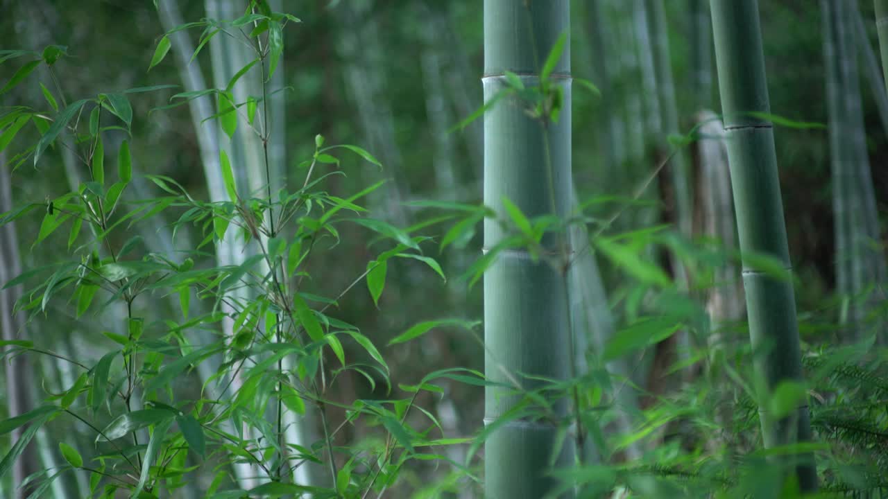 竹林