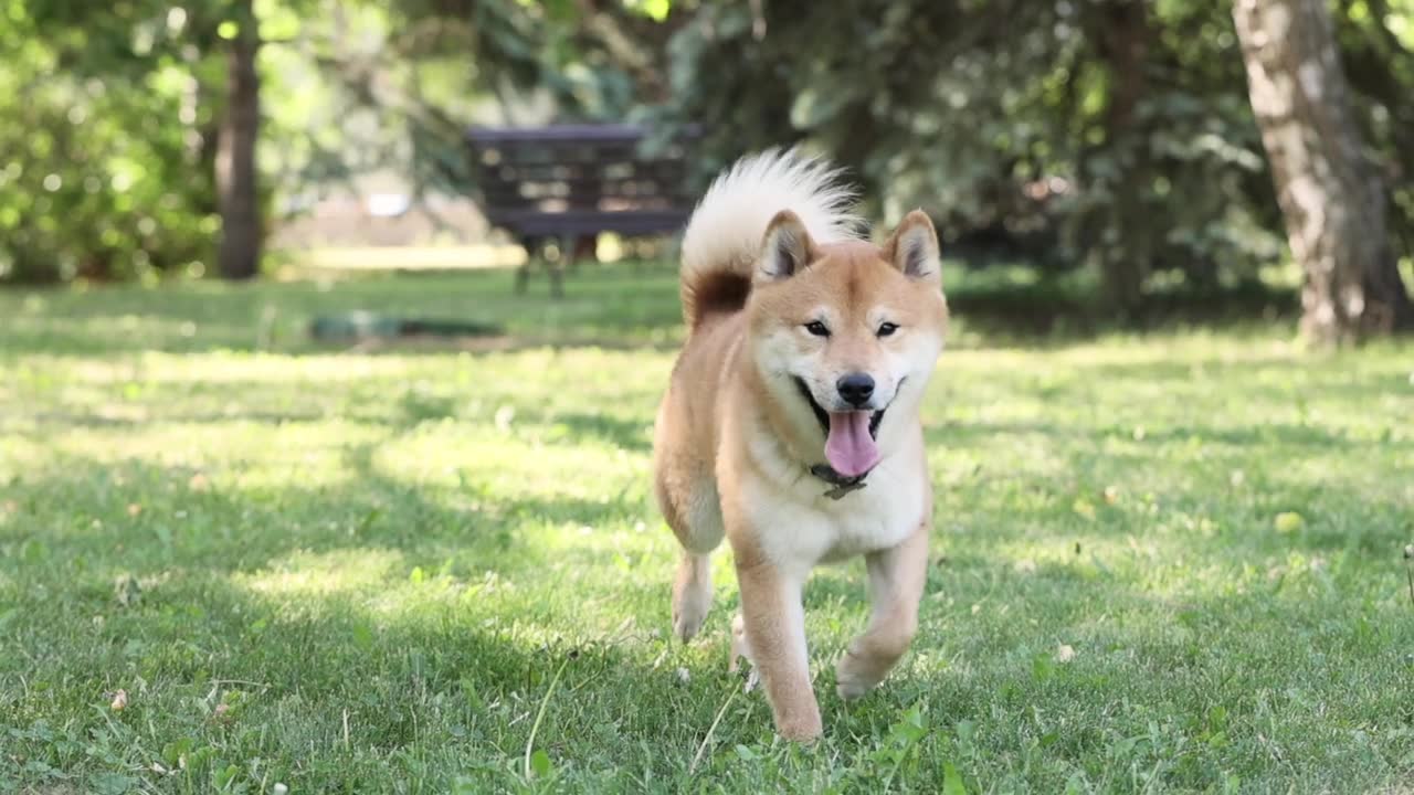 詳情圖-可愛快樂的狗狗Shiba,Inu在綠色的草地上跑著，看著相機，在夏天玩得很開心