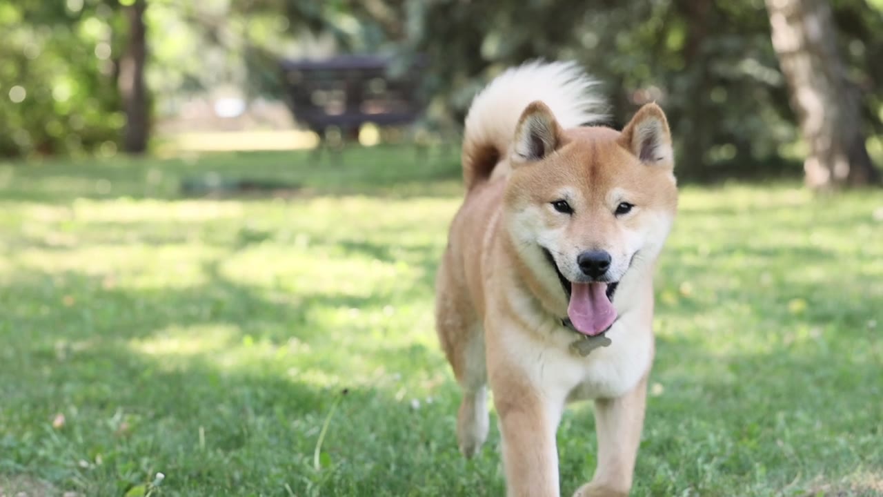 詳情圖-可愛快樂的狗狗Shiba,Inu在綠色的草地上跑著，看著相機，在夏天玩得很開心
