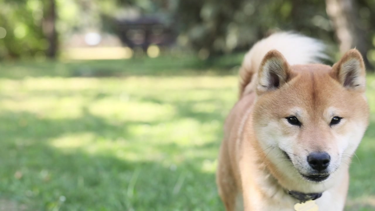 詳情圖-可愛快樂的狗狗Shiba,Inu在綠色的草地上跑著，看著相機，在夏天玩得很開心
