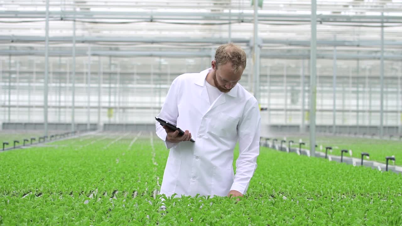 一名员工在室内水培温室检查绿色植物并使用药片