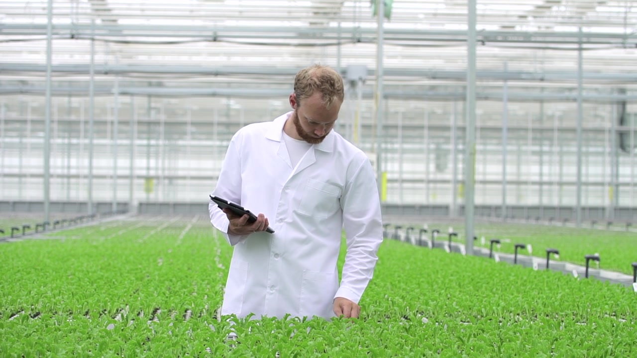 詳情圖-一名員工在室內(nèi)水培溫室檢查綠色植物并使用藥片