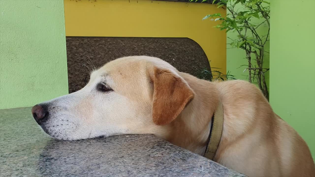 狗
