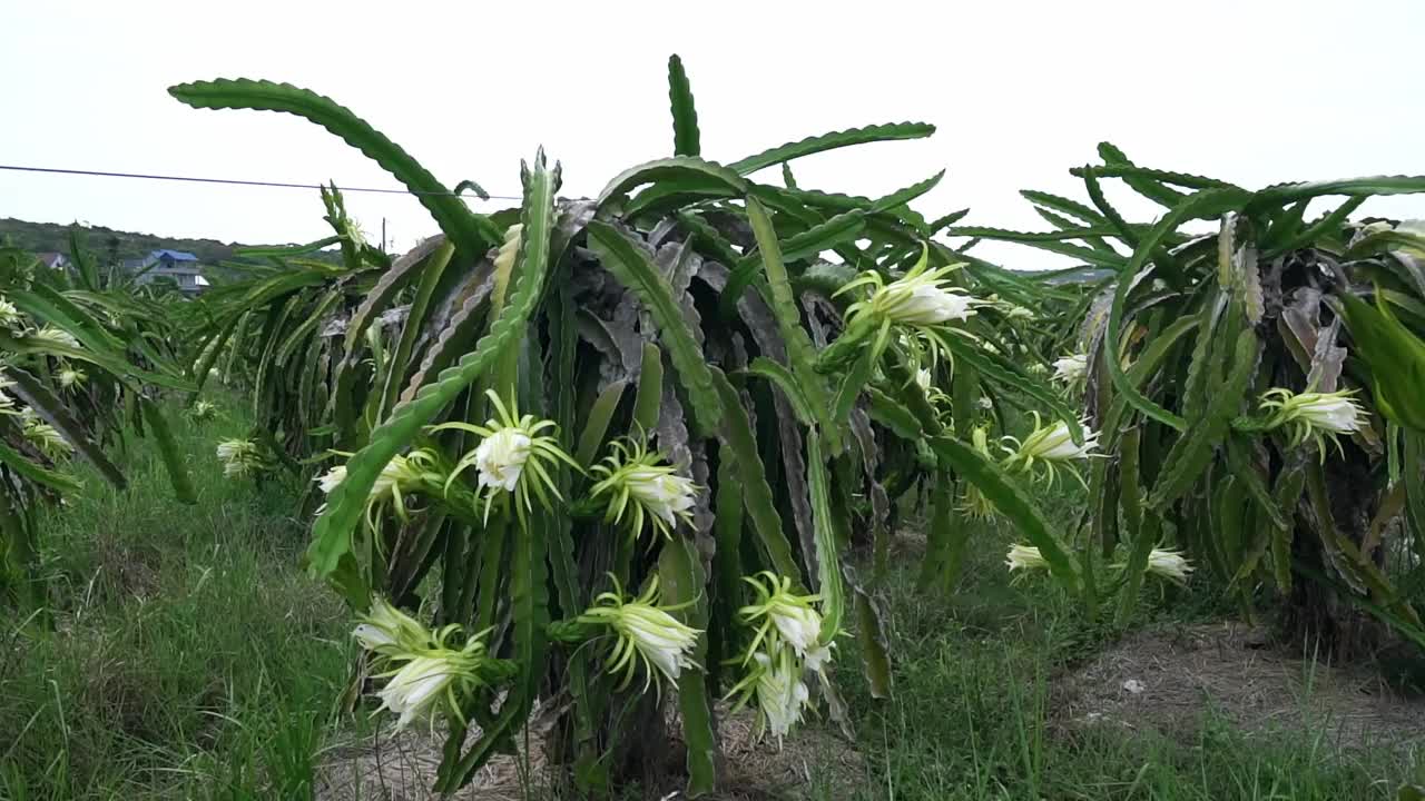 在有机农场，火龙果花一大早就开了。