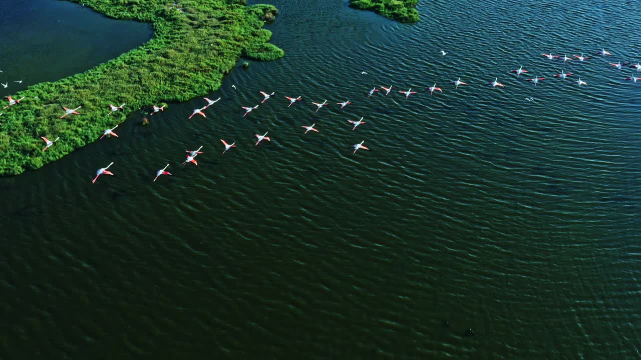 火烈鸟飞过湿地