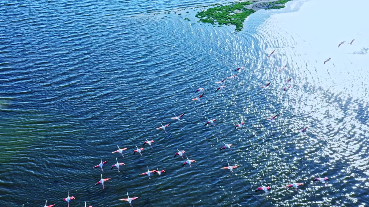 火烈鸟飞过大海