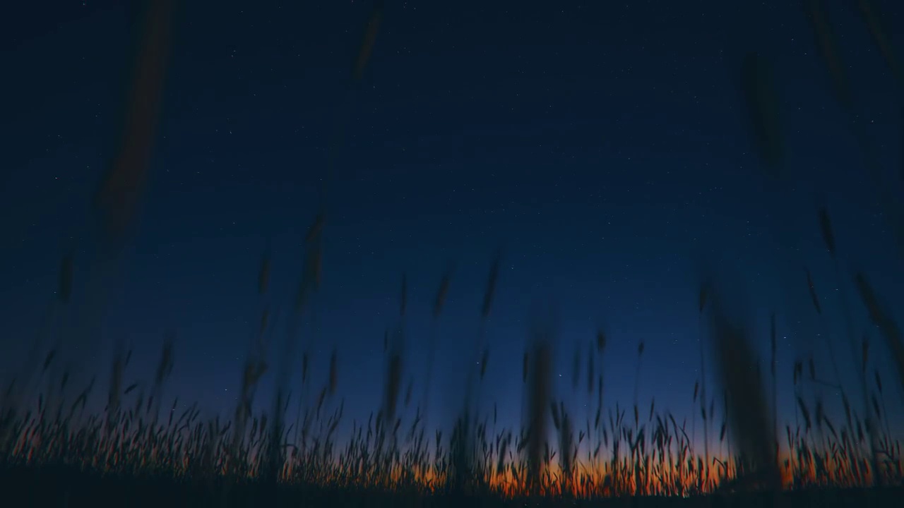 小麦芽的剪影在星空星空星系的自然背景。晚上的时间。视频晚上夜间。夏日背景，夏日背景。发光的星星。星空辉光全高清自然背景。夜晚场景视图