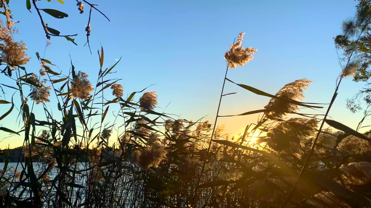 高高的芦苇草随风摇摆在湖高芦苇草