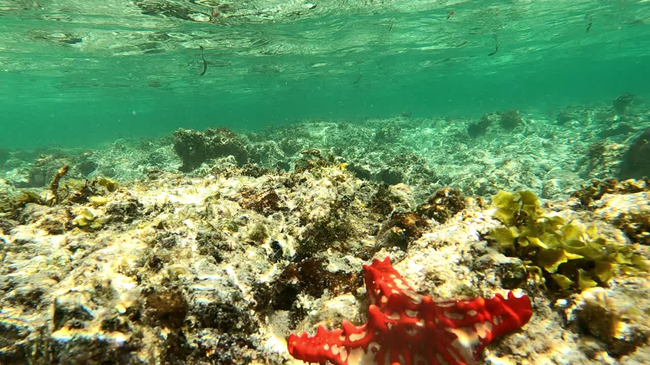 水下生活。热带海洋中有海星的珊瑚礁