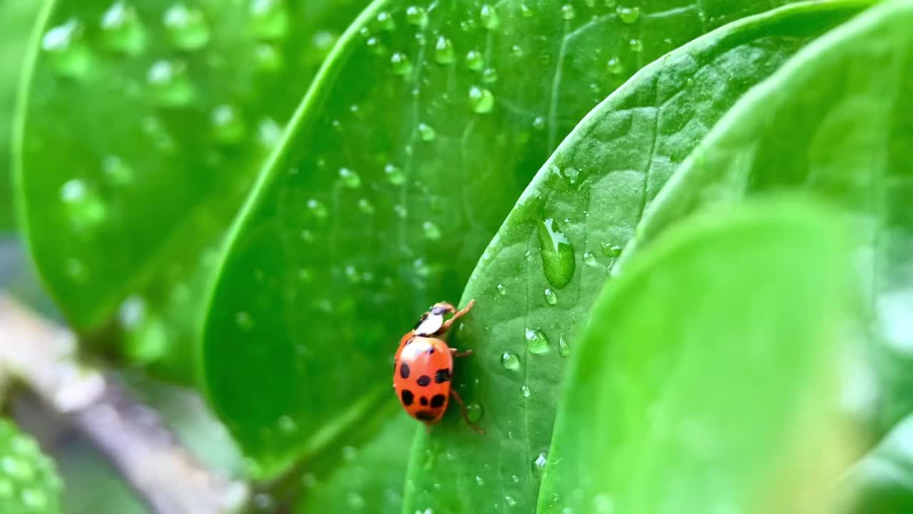 雨后自然