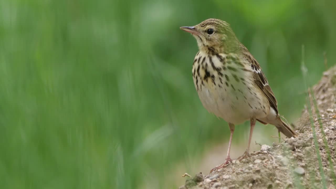 白桦树鹨(白花Anthus trivialis)春季鸣禽，白俄罗斯