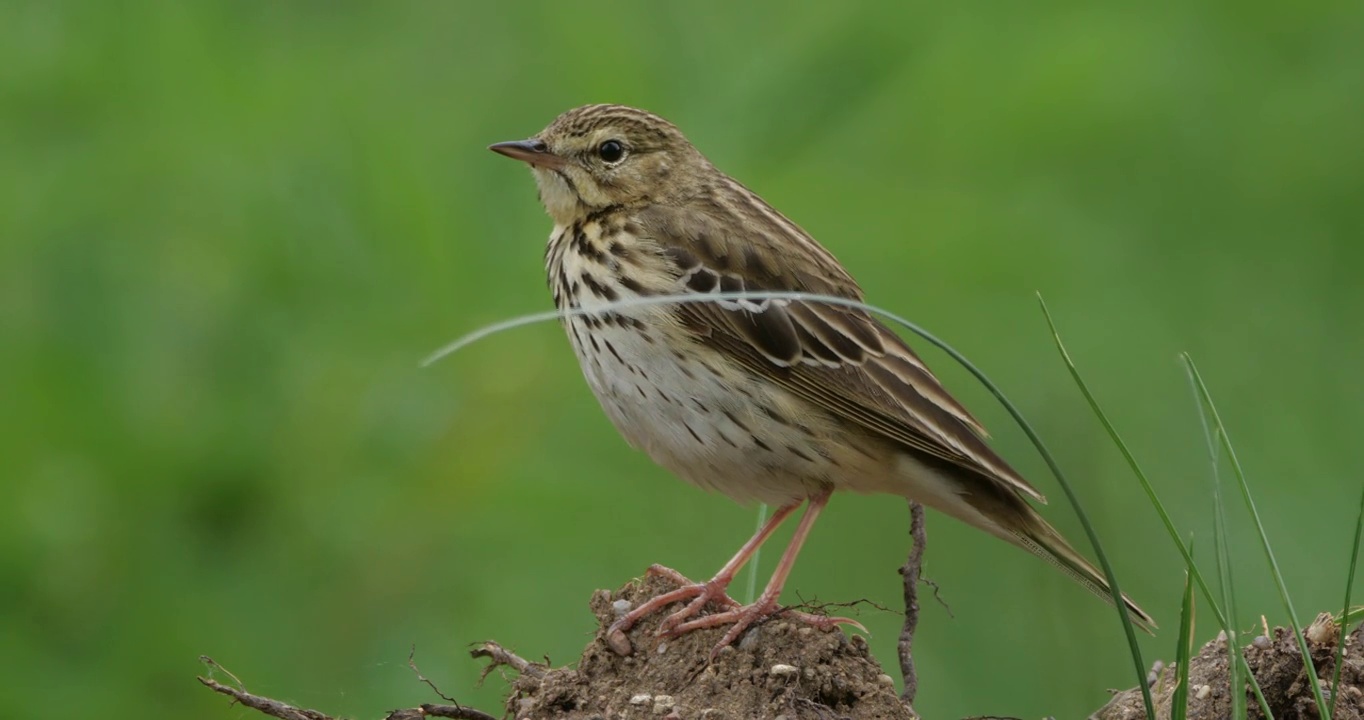 白桦树鹨(白花Anthus trivialis)春季鸣禽，白俄罗斯