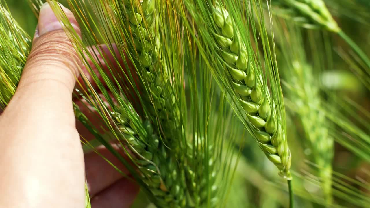 农夫手里拿着小麦。麦穗的成熟。麦田里的小麦在风中平稳地生长。