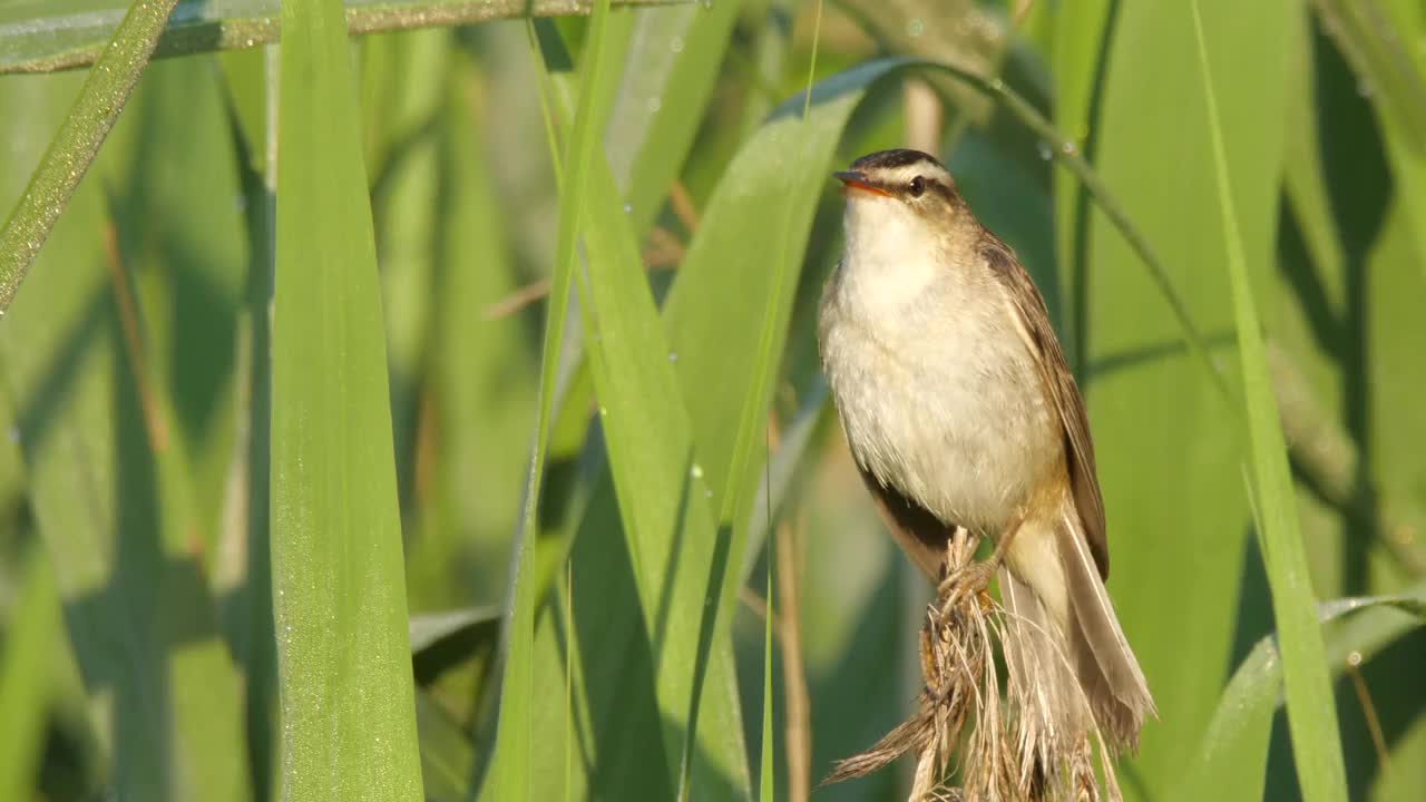 莎草柳莺(Acrocephalus schoenobaenus)在6月歌唱，白俄罗斯