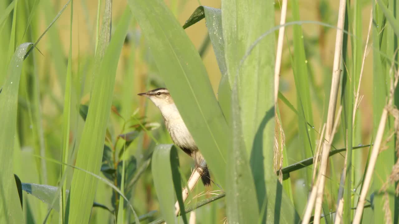 莎草柳莺(Acrocephalus schoenobaenus)在6月歌唱，白俄罗斯