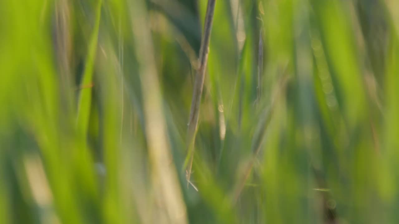 6月在白俄罗斯唱歌的大苇莺(阿鲁丁雀)