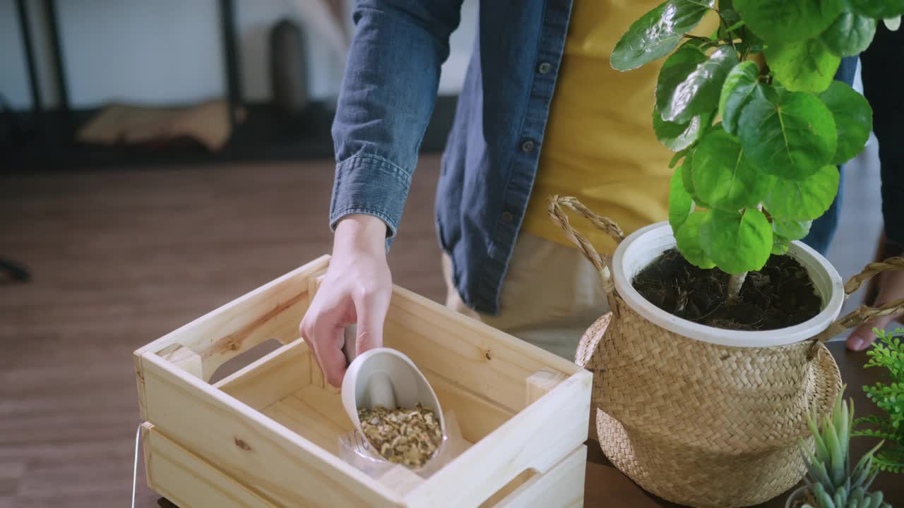 Close up老公亲手在家中花盆里种植小树，室内花园居家隔离的理念