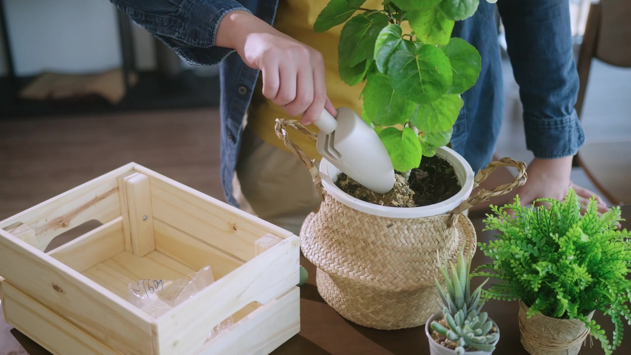 詳情圖-Close,up老公親手在家中花盆里種植小樹，室內(nèi)花園居家隔離的理念