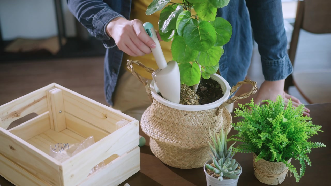 詳情圖-Close,up老公親手在家中花盆里種植小樹，室內(nèi)花園居家隔離的理念