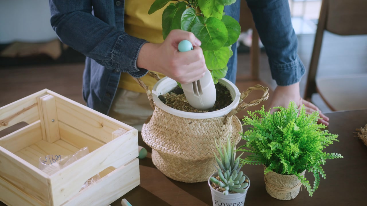 詳情圖-Close,up老公親手在家中花盆里種植小樹，室內(nèi)花園居家隔離的理念