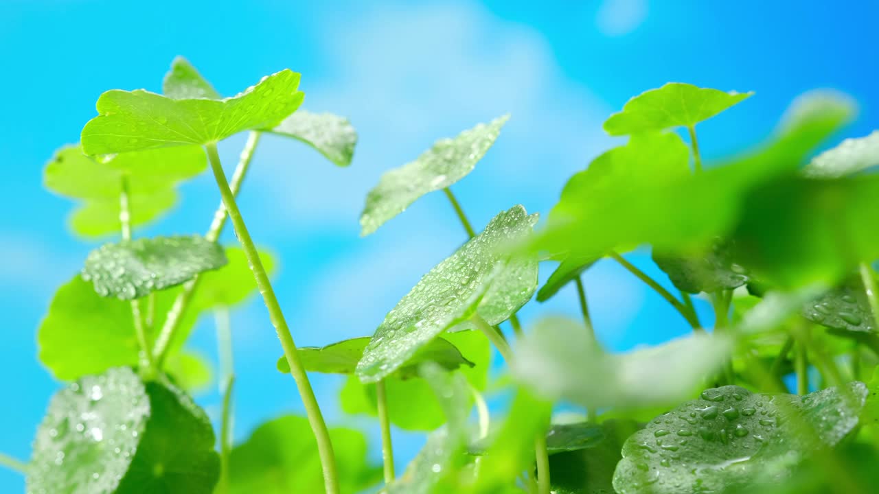 积雪草叶子背景