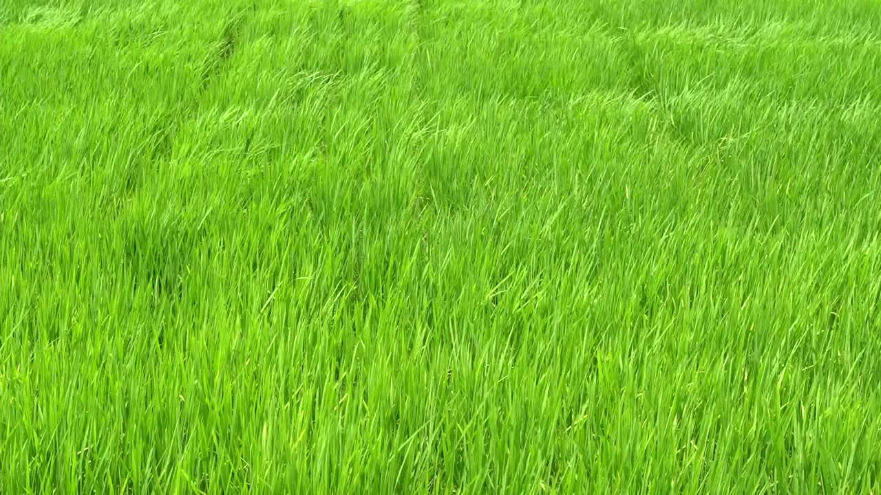 稻谷绿草地随风摇曳，在绿野风光中荡漾