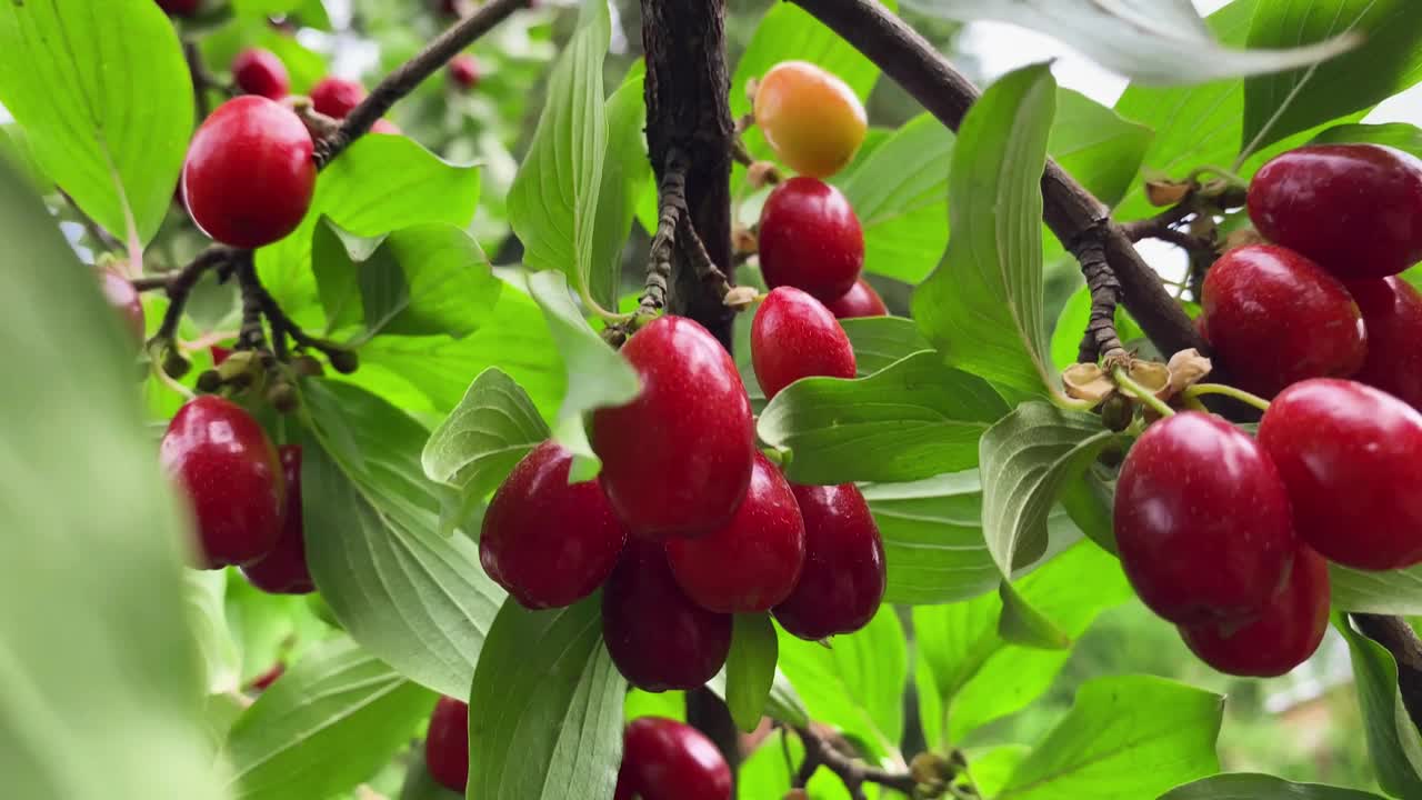 在晴朗的夏天，成熟的山茱萸果实的特写镜头。园艺的概念
