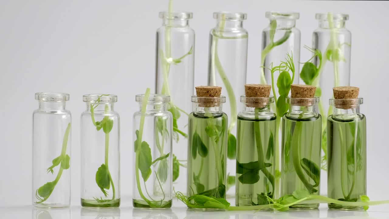 试管与微绿色和试剂。在实验室培养新鲜植物。研究用豆芽的选择。超级食品生产。叶绿素提取被倒在纯水中管近距离