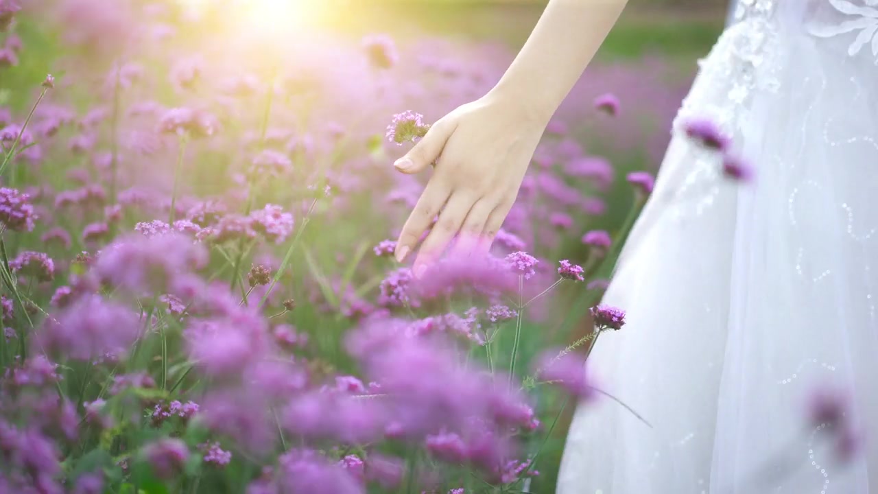 詳情圖-女人的手撫摸著夕陽下的花朵