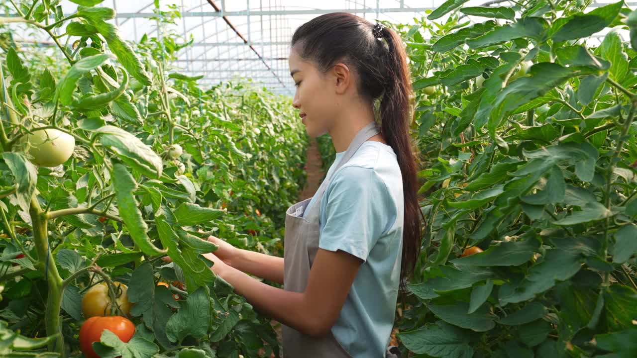 自豪的女农民站在温室里看着摄像机。