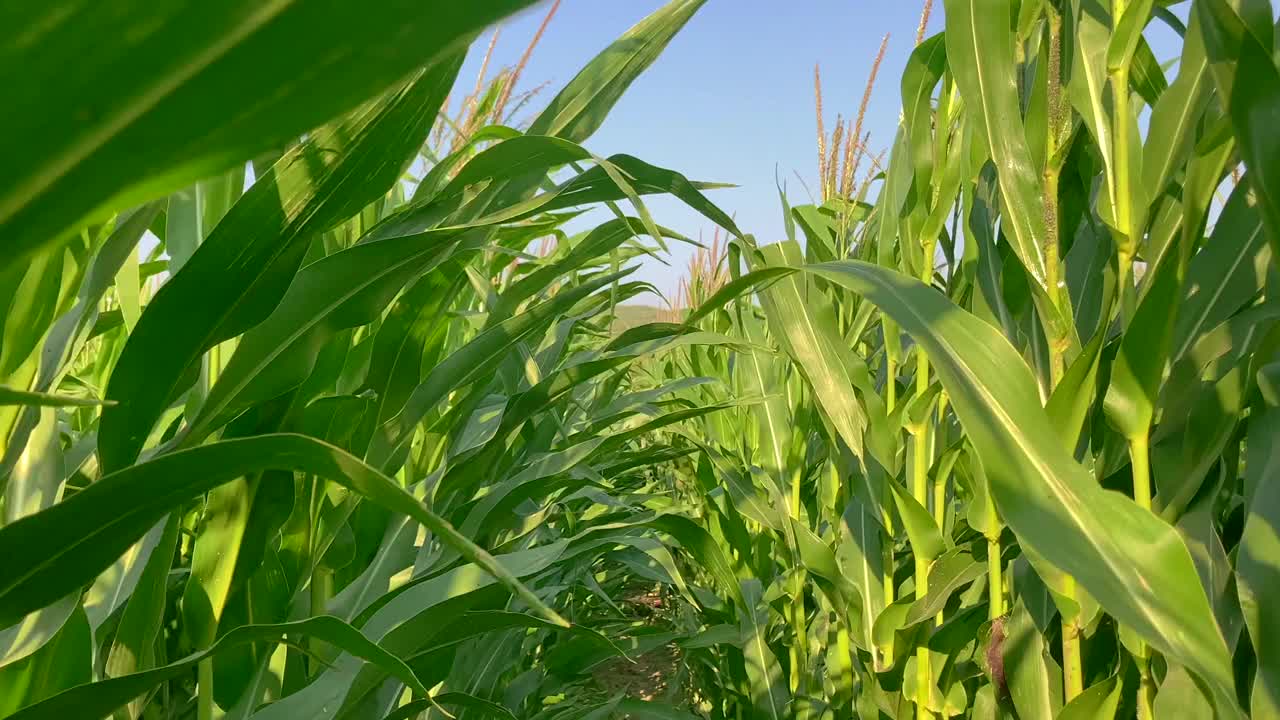 玉米地内部
