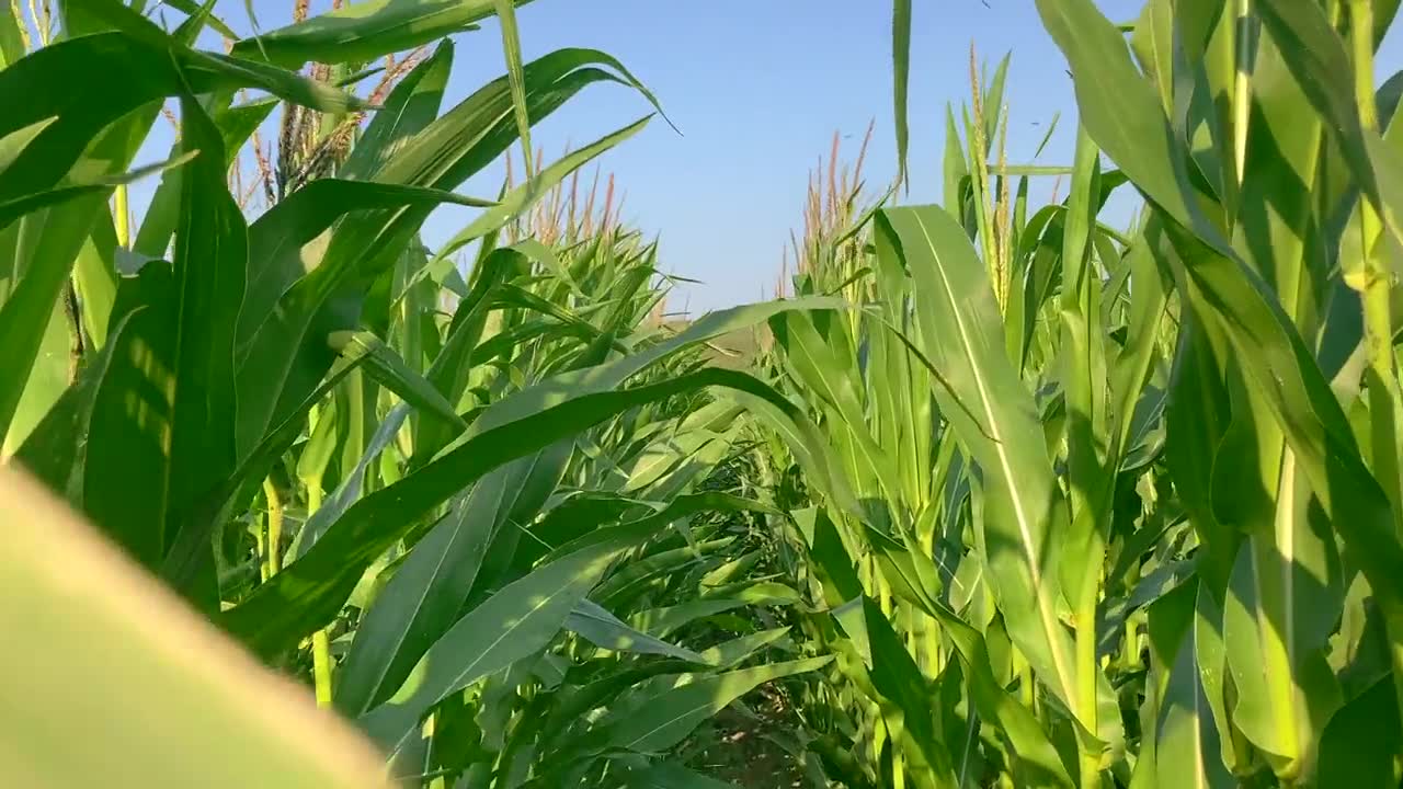 详情图-玉米地内部