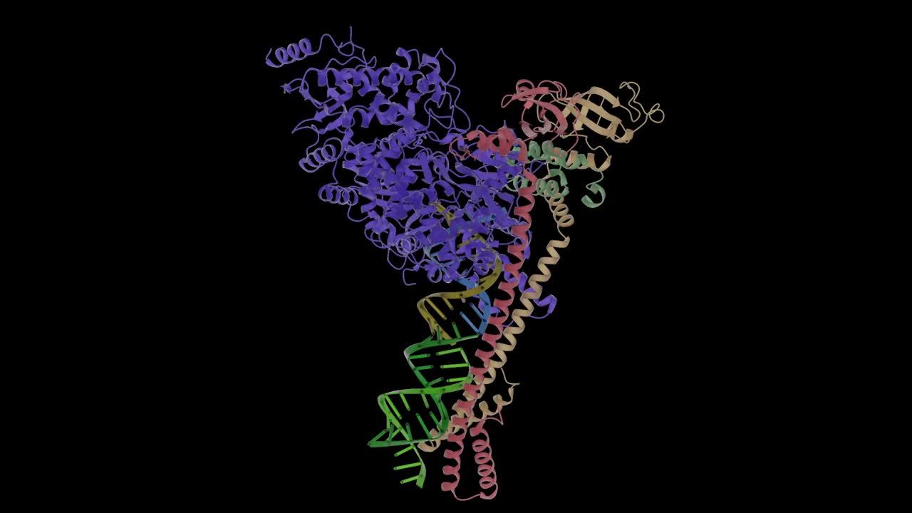 SARS CoV2聚合酶的复制结构图——冠状病毒RNA