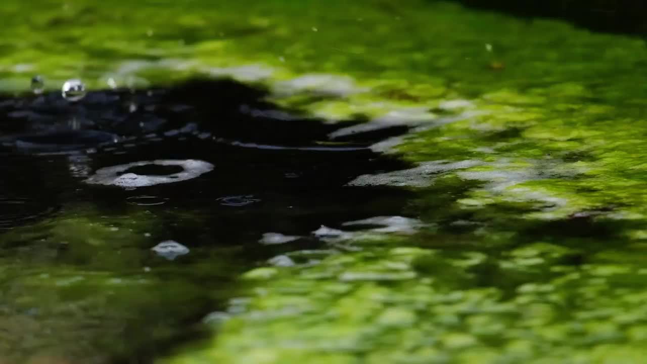 水面上有绿色的苔藓和白色的泡沫