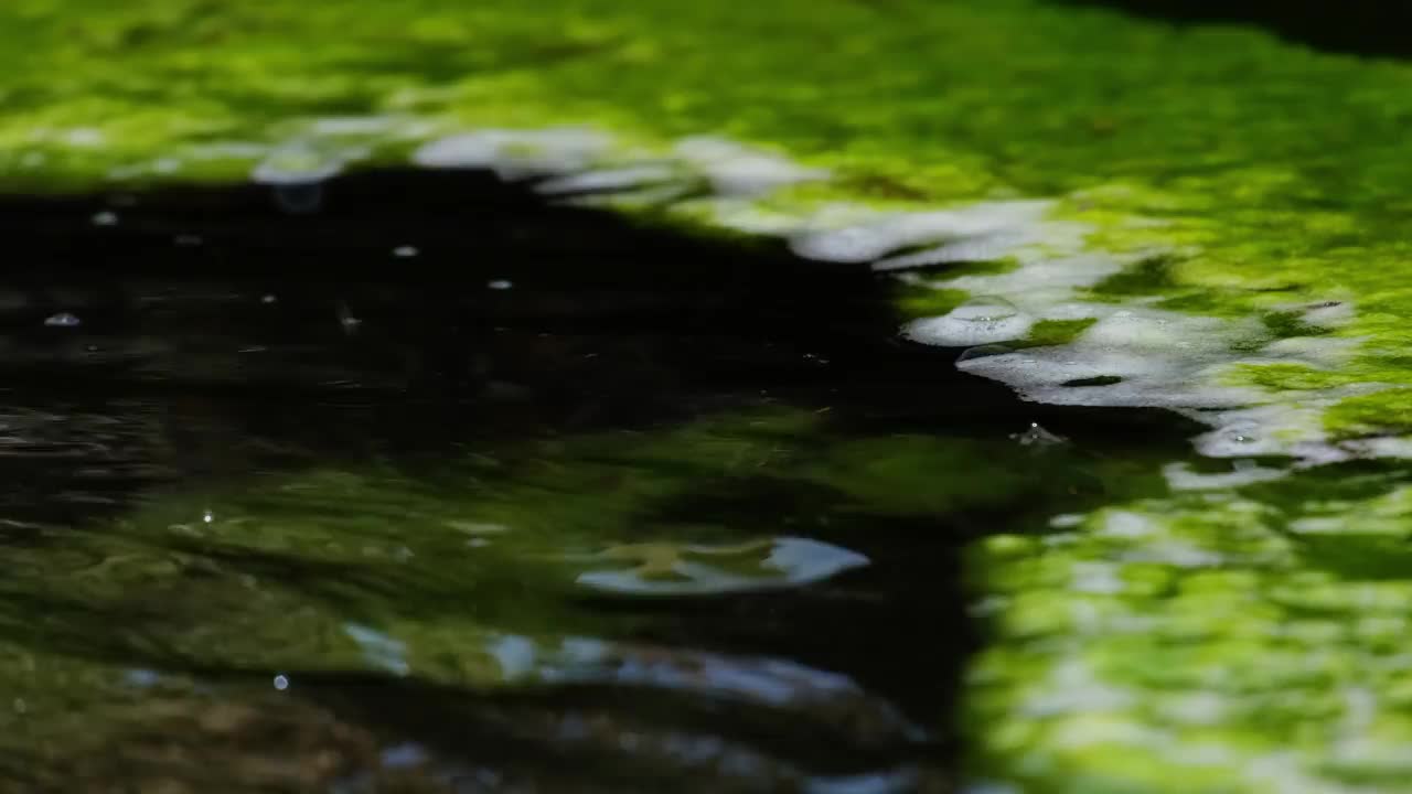 水面上有绿色的苔藓和白色的泡沫