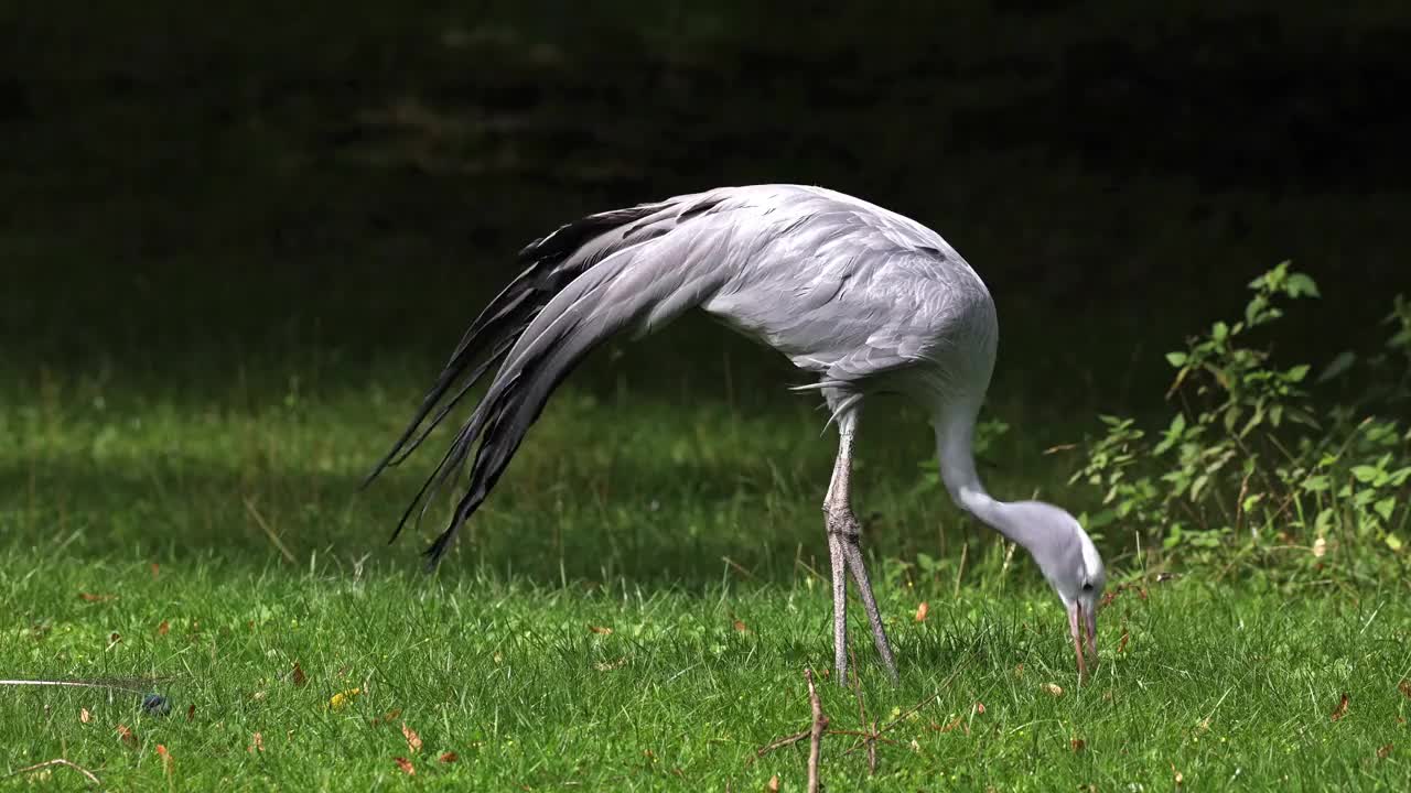 蓝鹤(Grus paradisea)是南非特有的濒危鸟类。