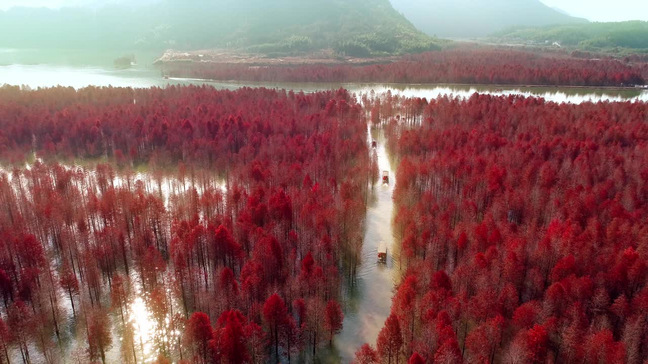 船和湖中柏树的鸟瞰图。种植在湿地上的森林。秋天的景色。安徽省宣城宁国青龙湾柏树湿地公园著名的旅游景点