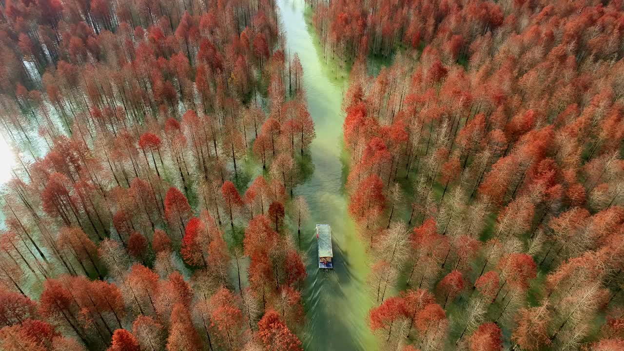 船和湖中柏树的鸟瞰图。种植在湿地上的森林。秋天的景色。安徽省宣城宁国青龙湾柏树湿地公园著名的旅游景点