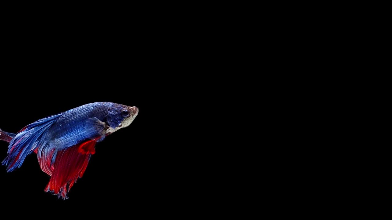暹羅斗魚(yú)