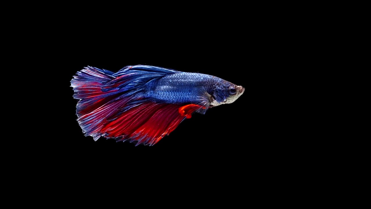 詳情圖-暹羅斗魚
